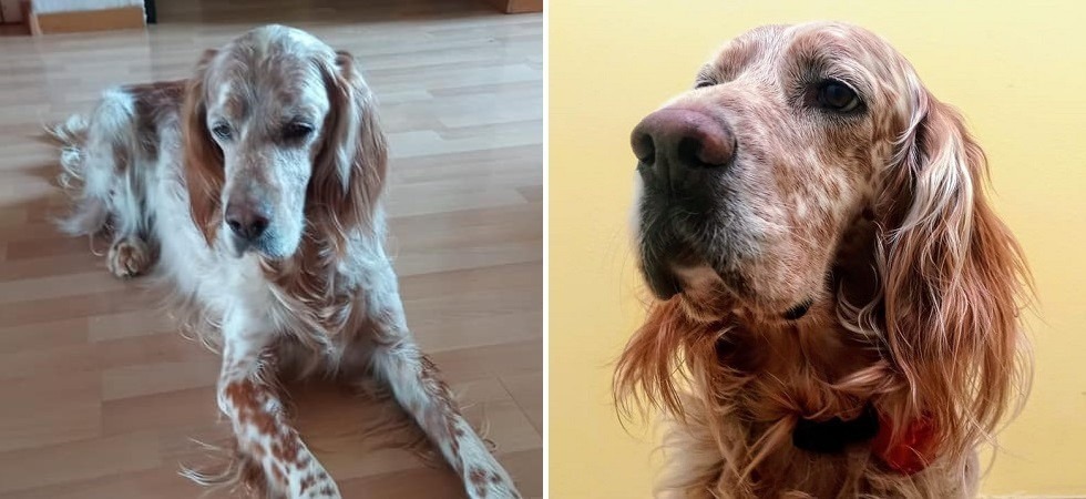 Continuano le ricerche del Setter Ciro, avvistato due volte in Vallagarina a circa 20 chilometri di distanza dal luogo in